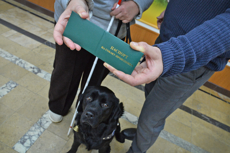 Следуй за мной! Как готовят собак-проводников для незрячих граждан