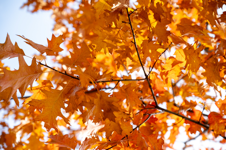 Прогноз магнитных бурь в ноябре 2025: когда ждать пика и что делать метеочувствительным людям