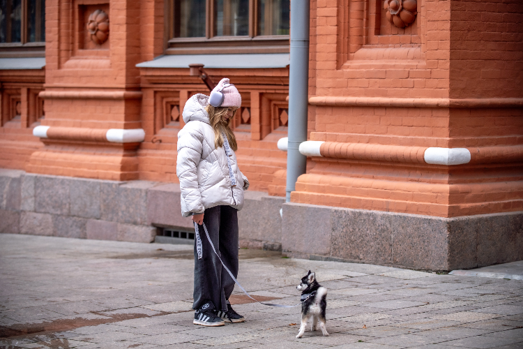 Декабрь без снега: Москва встречает календарную зиму в режиме «плюс»