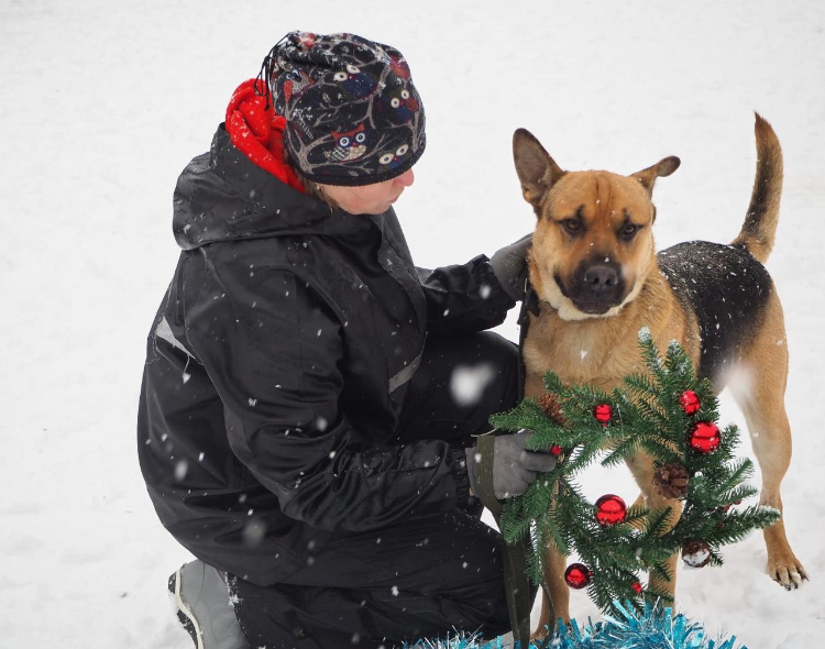 Елка хвостатых желаний: муниципальный приют «Солнцево» проведет день открытых дверей