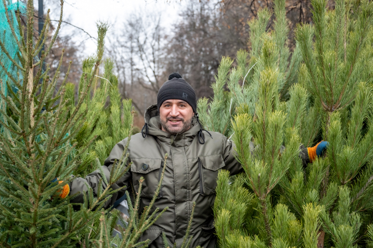 От пихты Нордмана до бюджетной сосны: все, что нужно знать о покупке живой елки