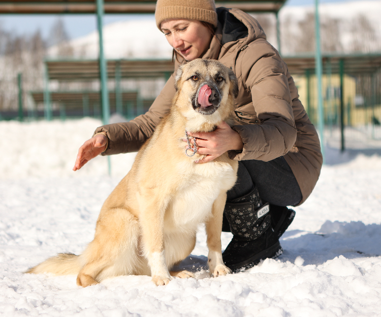 Лапа помощи: как найти собаку в Солнцеве и спасти жизнь в два клика