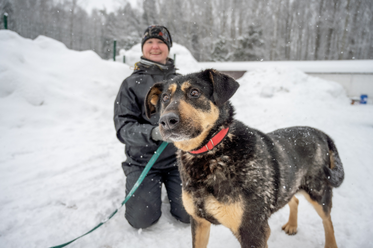 Мокрый нос, честный взгляд: как живут и чего ждут собаки в приюте на западе Москвы