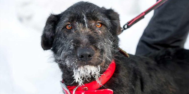 Трём собакам из приюта выберут имена на платформе «Активный гражданин — детям»