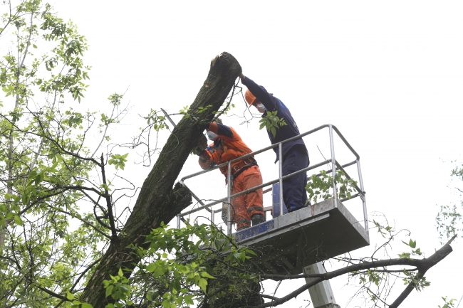 Рабочие спилили ветви дерева, повреждённые во время непогоды