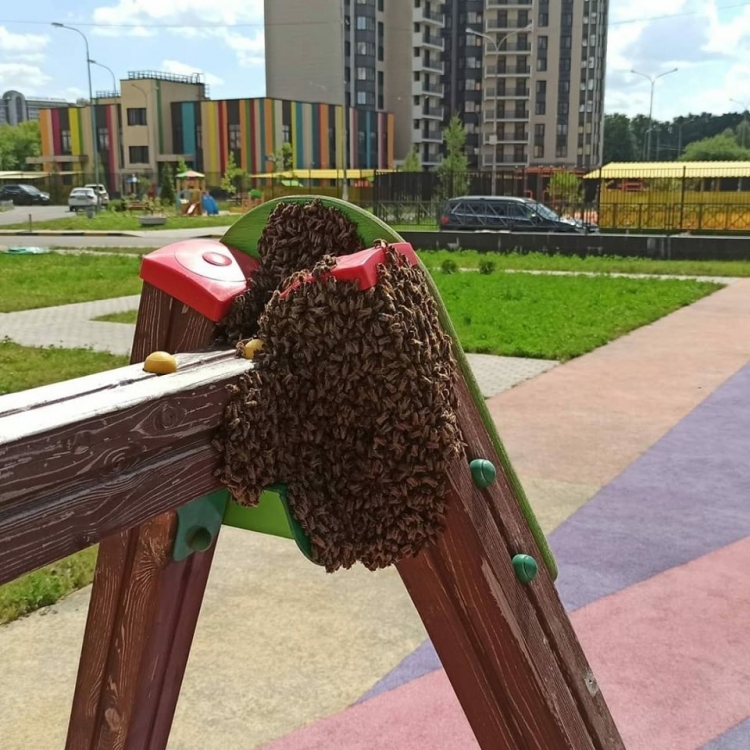 Опасное соседство: с детской площадки убрали «улей»