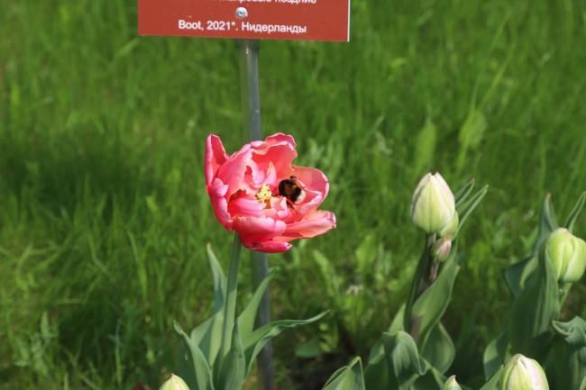 Ботанический сад МГУ 26 мая проведет занятие в рамках «Школы юного садовника»