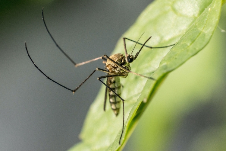 Мята против комаров. Эксперты назвали экологичные способы защиты от кровососов