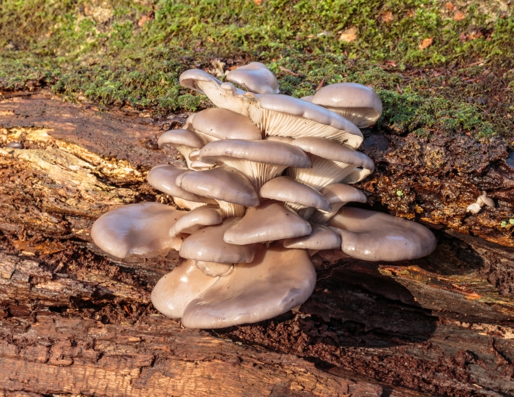 Домашние грибы. О способах выращивания вешенок рассказывает специалист