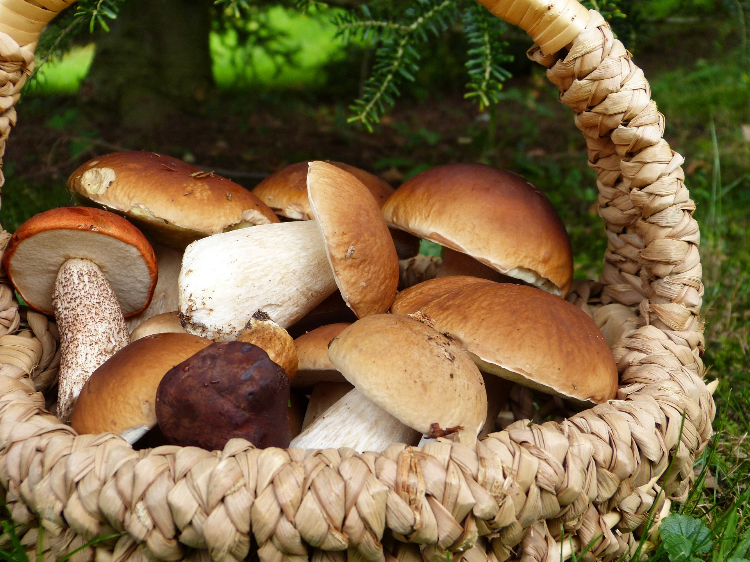 Сушка грибов: узнаем все секреты сохранения аромата и витаминов