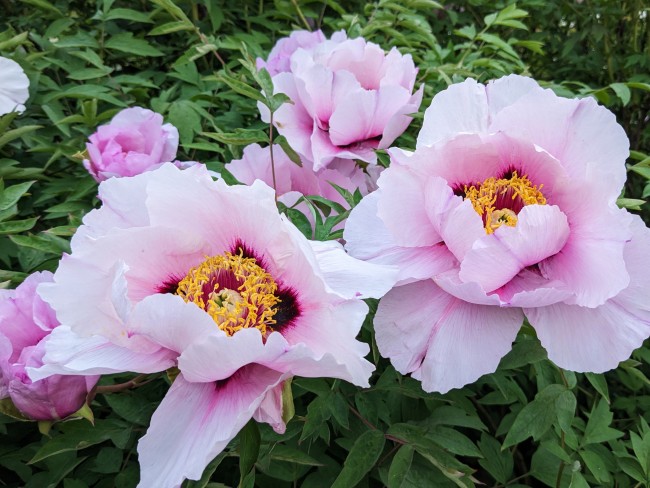 Сказочное цветение. Древовидные пионы в Ботаническом саду МГУ завораживают своей красотой