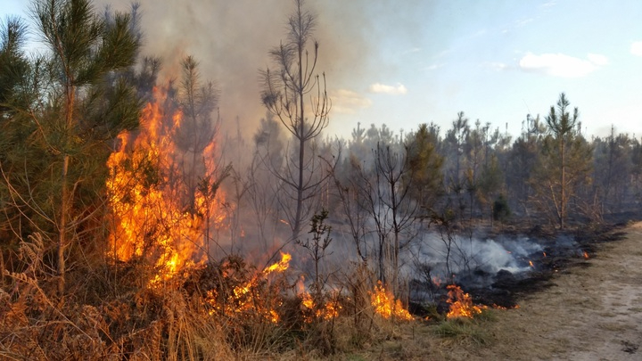 Собянин принял участие в совещании с президентом страны по вопросу ликвидации природных пожаров