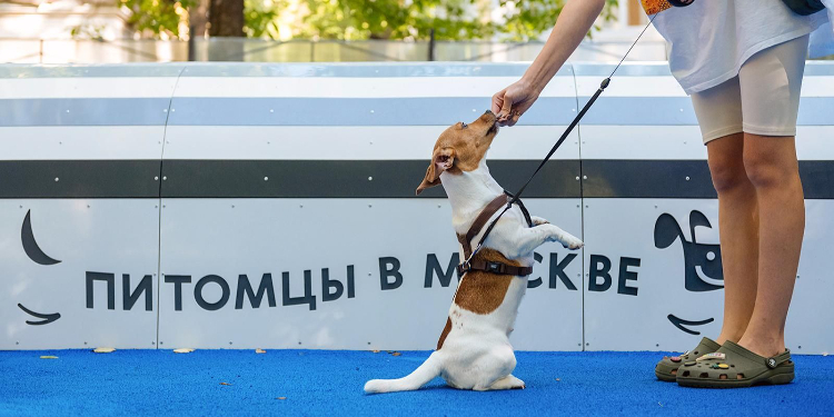 Собянин: в Москве создано уже 79 современных площадок для выгула собак