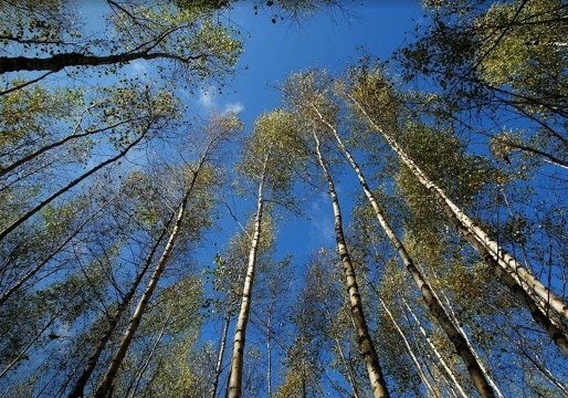 Центр досуга «Кунцево» открыл онлайн-фотовыставку из работ жителей района