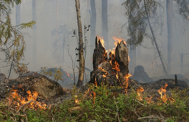 Как обнаружить и тушить природные пожары?