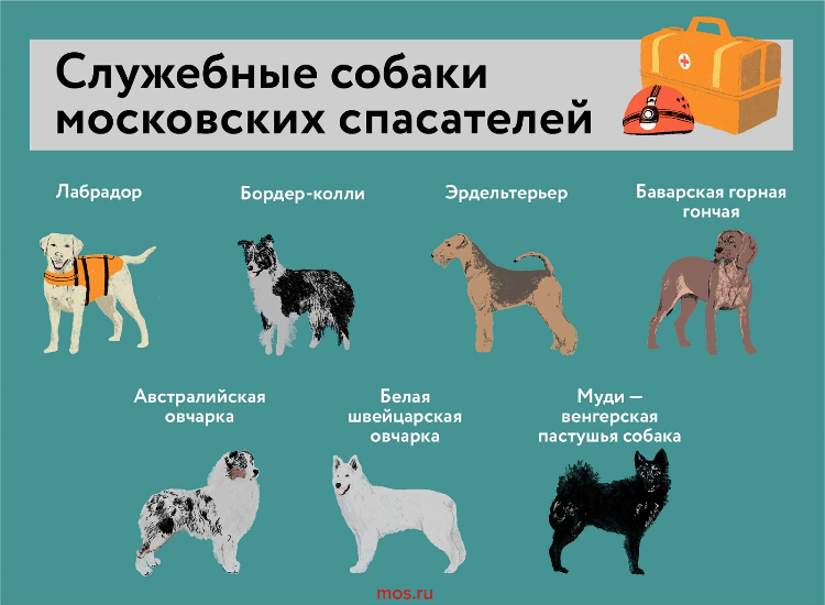 Быть тренером и лучшим другом: кинологи — о подготовке собак-спасателей