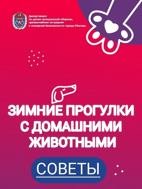 Зимние прогулки с домашними животными: бережём себя и любимца