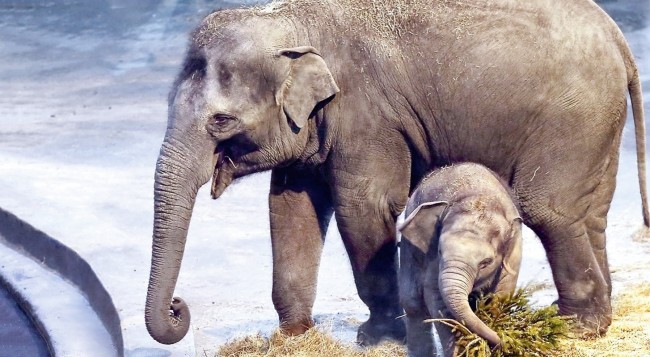«Уголок дедушки Дурова» проведет конкурс имен для трех слонят