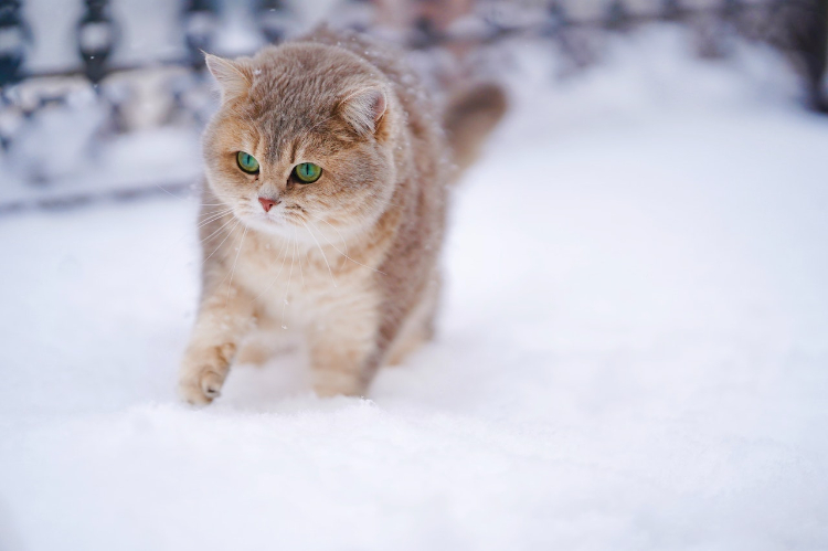 Тёплый уголок для уличной кошки. Как помочь мурлыкам пережить морозы